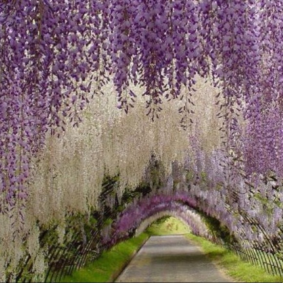 Meet your Posher, Jesse - Picture 8 of 9